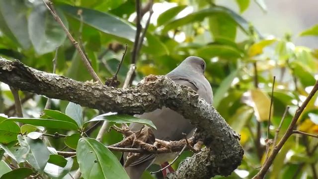 White-tipped Dove (Leptotila verreauxi)