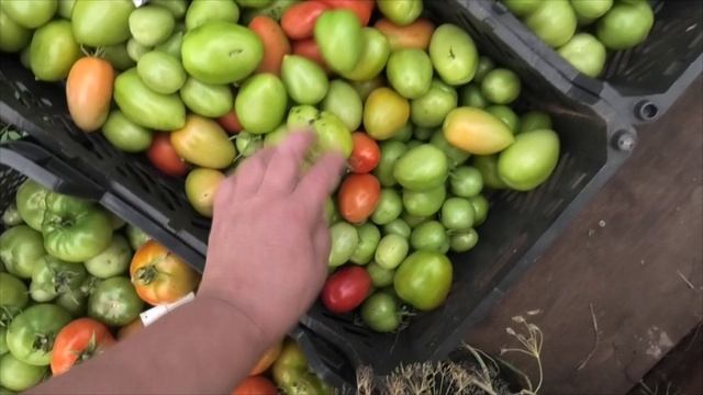 30 08-06 09 2021г урожай томатов и картофеля