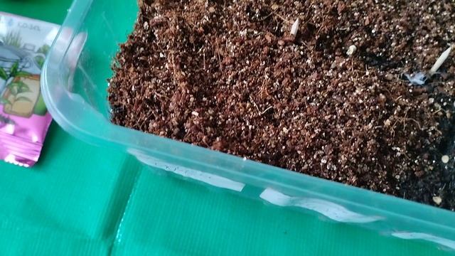 сею томаты из серии томатный гном...вторая подкормка для петунии