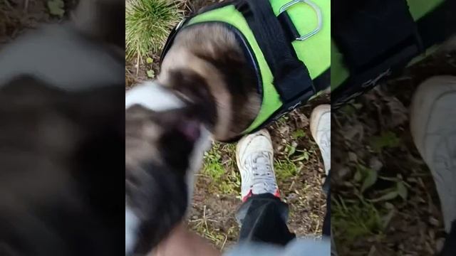 Все у нашей Марты уже заросло. Даже почти не виден шрам.