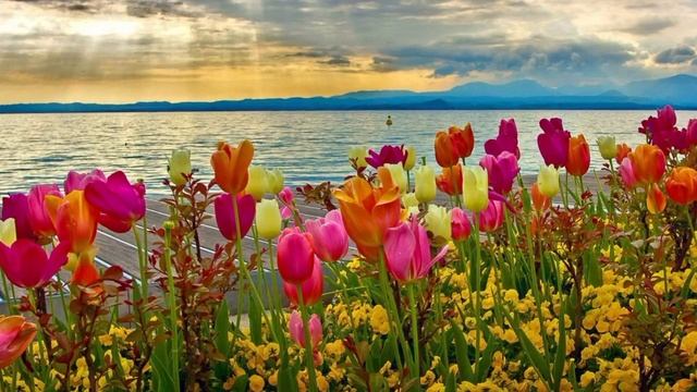 С ПРАЗДНИКОМ!! МОРЕ ЦВЕТОВ. FELICIDADES!! MAR DE FLORES.