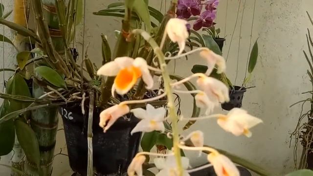 Dendrobium Griffithianum Densiflorum x Farmerii always flowering