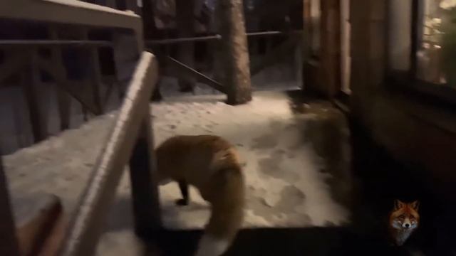 Алиса Лиса-Alice the Fox (Камень Дзен и Охрана Продовольствия)