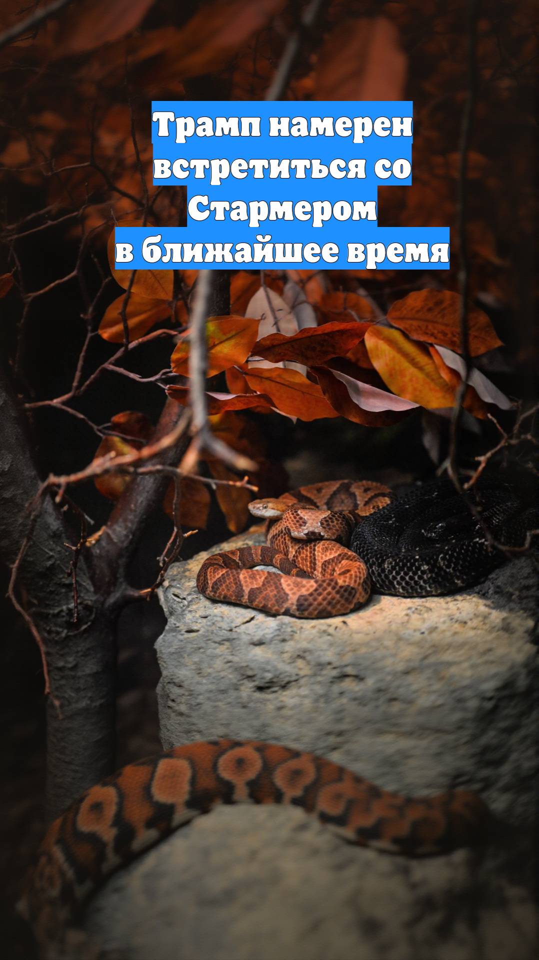 Трамп намерен встретиться со Стармером в ближайшее время