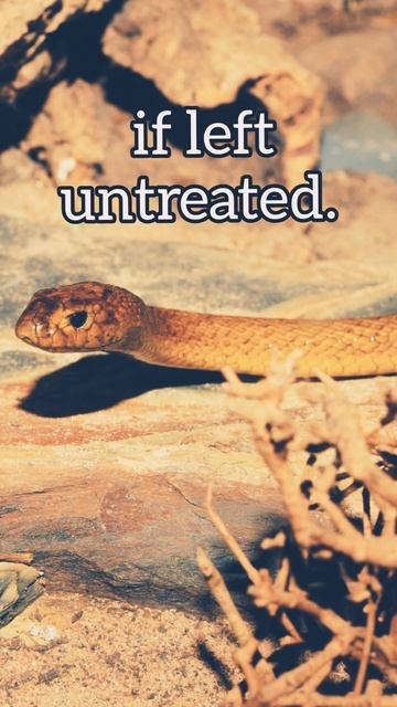 Facts that will blow your mind🔥 #shorts #facts #animals
