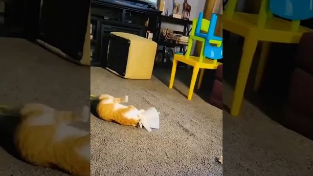 Коты и воротники - друзья так себе...