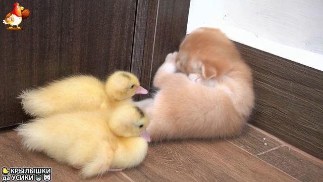 Утята и Цыплята - Кошки и котята - (144) Хвостики да Усики ❣️🐈🐤