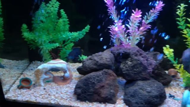 Green Terror/Jack Dempsey acquario cayman 80 120l