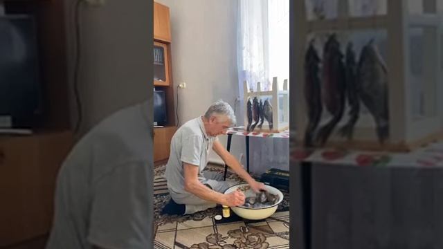 Тренировка силы воли кошки Дуси