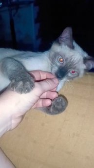 сиамская кровь даёт знать 😉 #кот #котики #приколы #cat #кошки #kitten #catlover