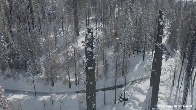 Giant Sequoia Skeletons in the Snow - 4K
