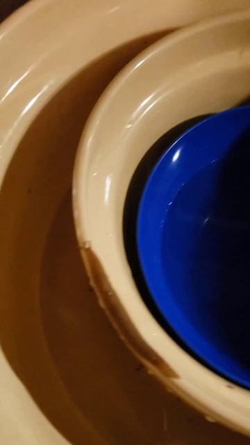 STOWAWAY SLUG HITCHES A RIDE #slug #stowaway #waterbowl #dishes #kitchensink #surprise #toofunny