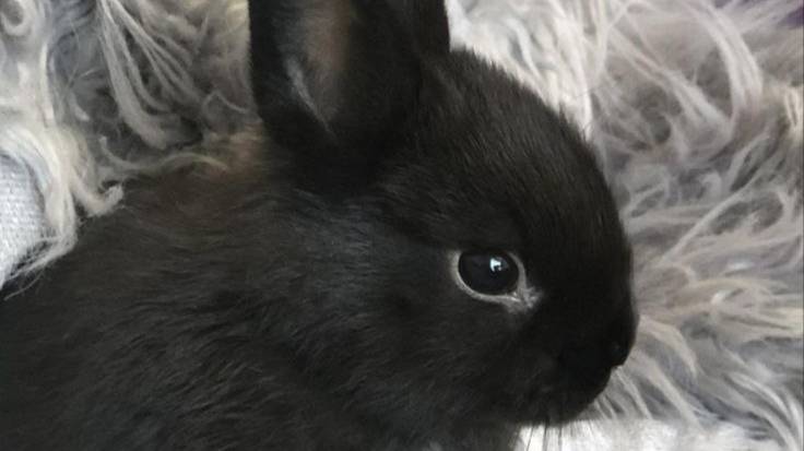 neatside | black Rabbit. EViLZOMB.RU CS 1.6