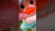 Как я снимаю видео про утку Лавы Фанфан когда она спит