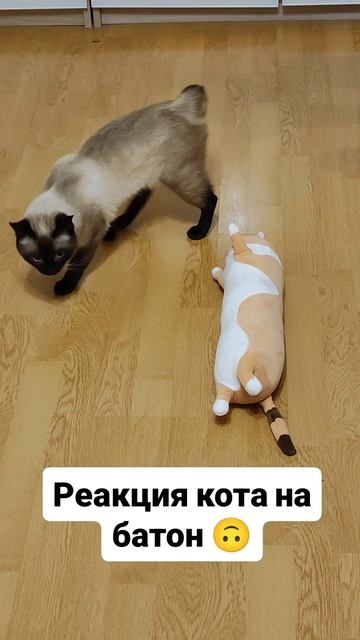 Реакция кота 🤣