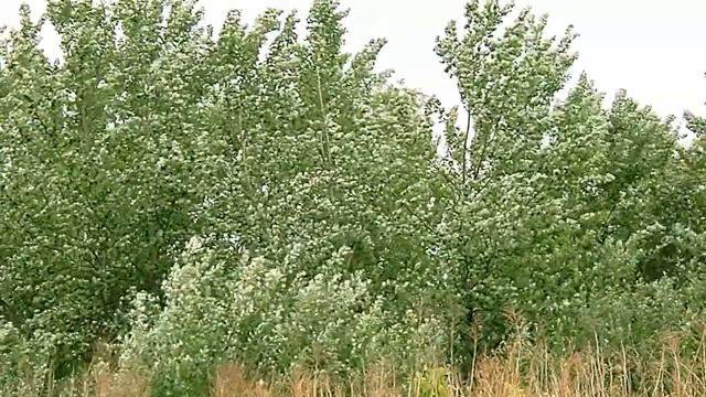 キラキラキラ輝く銀色の葉（ギンドロ）Populus alba