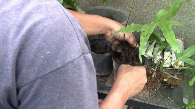 Monarch Fern Propagation