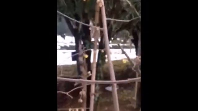 マンゲツロウバイChimonanthus praecox(ハイパーラプス(Hyperlapse)撮影)