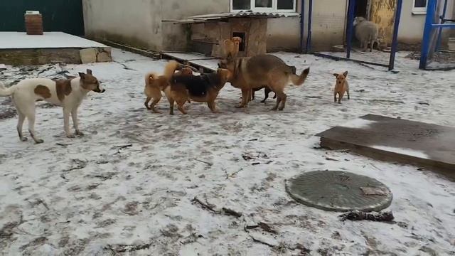 Снежок снова порадовал наших собак