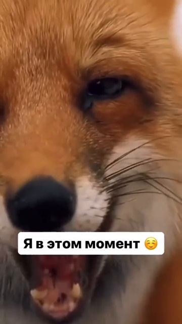 Комплимент