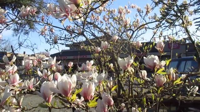 Saucer Magnolia tree in bloom