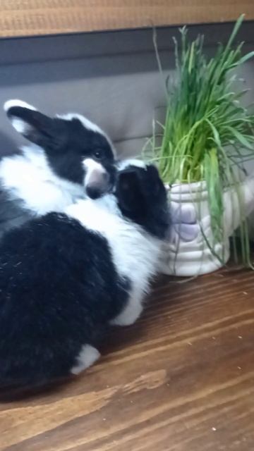 Декоративные кролики