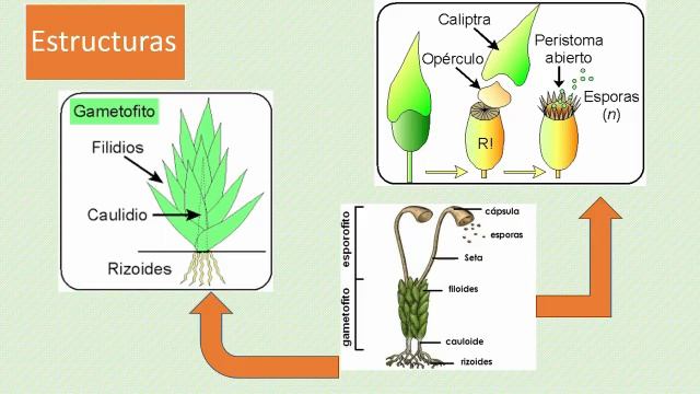 Reino Plantae Musgos y Helechos