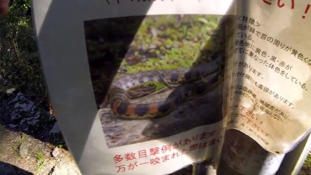 Finding big spiders in Japan!