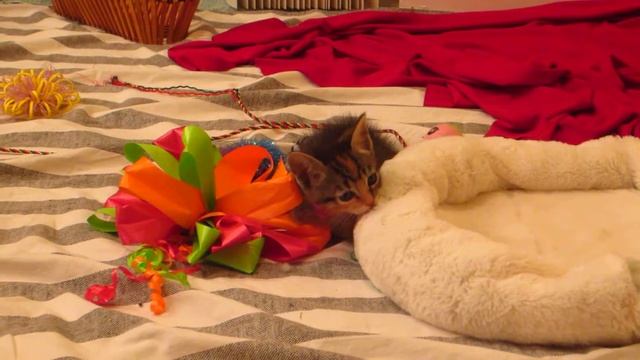 Little Foster Kitten Exploring Her Play Area & Hiding Next To Bed - 5 Weeks Old
