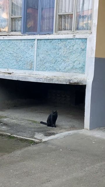СБОЙ🐈⬛🐈⬛В МАТРИЦЕ #череаякошка #кошка #дастер #юмор #путешествие #таджикистан #матрица #нео