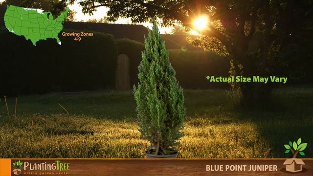 Blue Point Juniper | Privacy Trees for Sale | PlantingTree™
