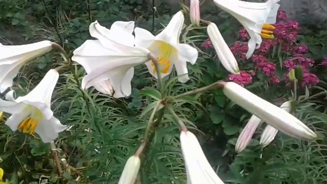 Трубчатая королевская лилия Tubular royal lily