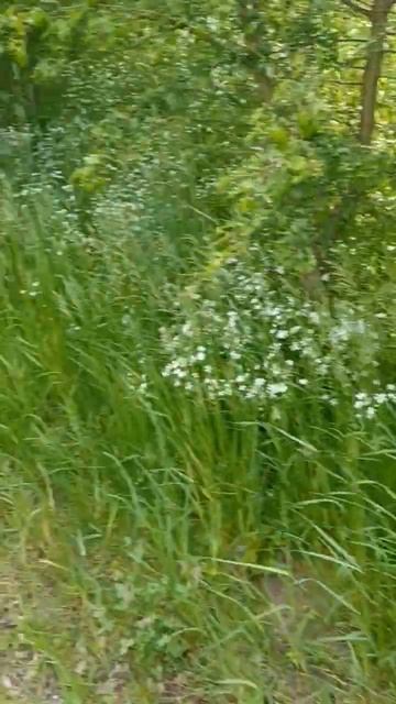 Wiese Blumen  полевые цветы