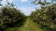 Auf der Plantage - I. Kirschen