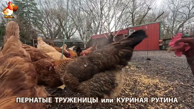 Куры несушки свободного выгула и их обычная куриная рутина – эпизод (33)