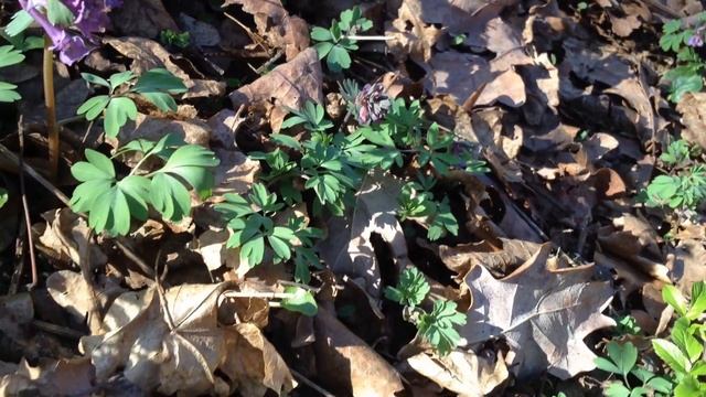 Corydalis solida(brebenel).