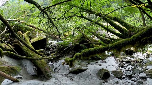 A Forest Covered In  Green Mossy Plants | Relaxing Video | Piano Music | Short Video