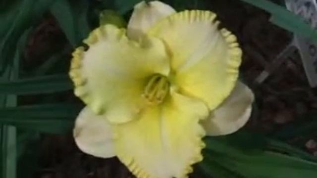 Лилейник daylily PLASTIC SURGEON