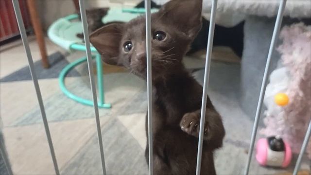 смешные котики