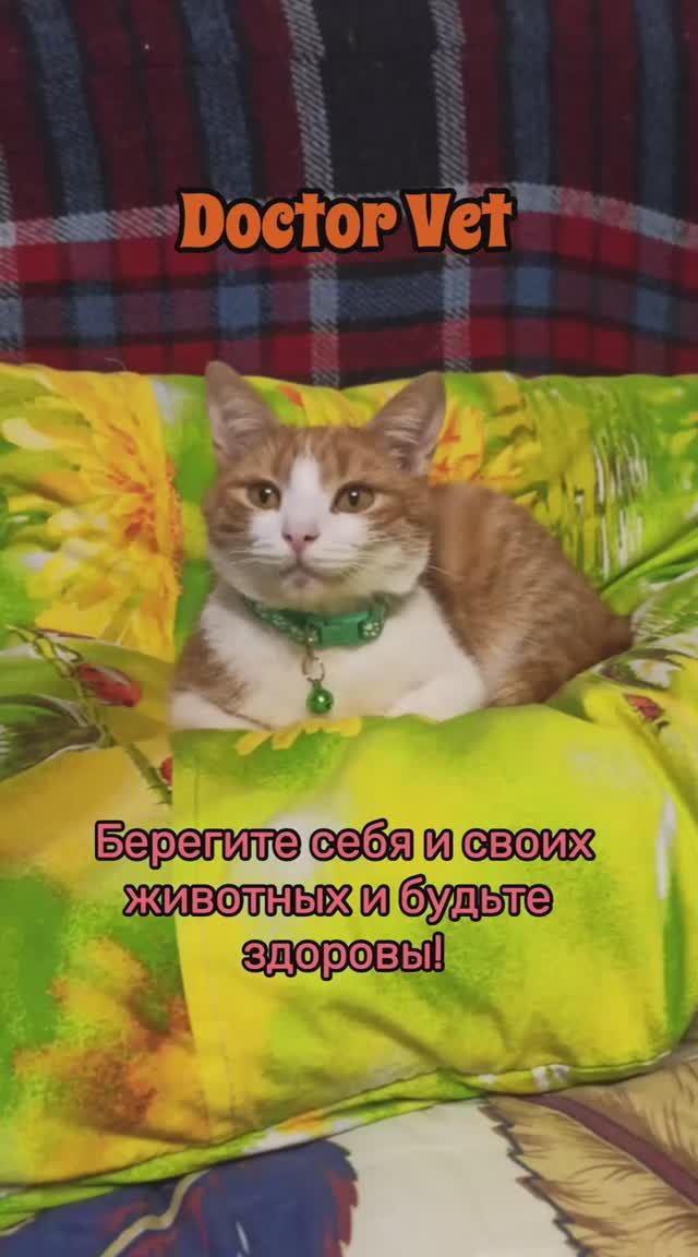 Дерматофития (лишай)