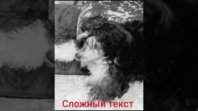 Язык жестов. Репетиция к фильму с участием собаки в главной роли. Сложный текст собака обиделась.