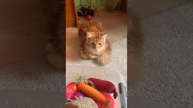 С чем же Лили будет играть сегодня?