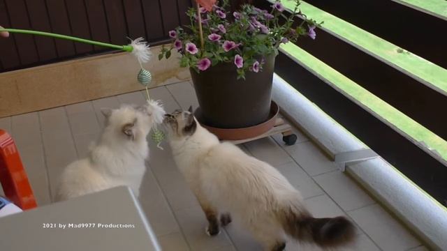 🐈 IRIS & SAPHIR ON THE BALCONY