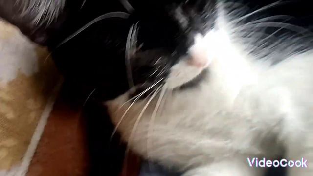 два животного собака и кот🐈🐕