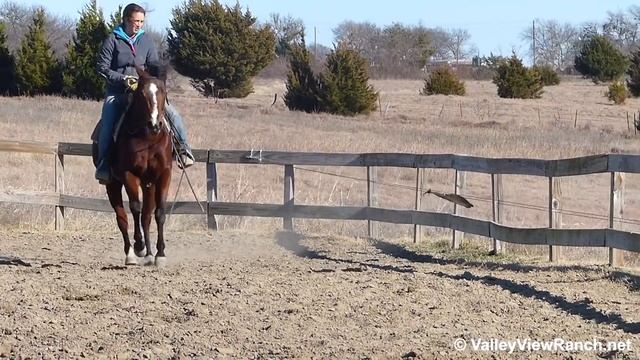 Smokin Hick O Lena - working the mechanical cow #2 - Valley View Ranch