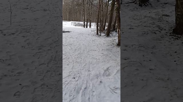 Беседа о технологиях в зимнем лесу