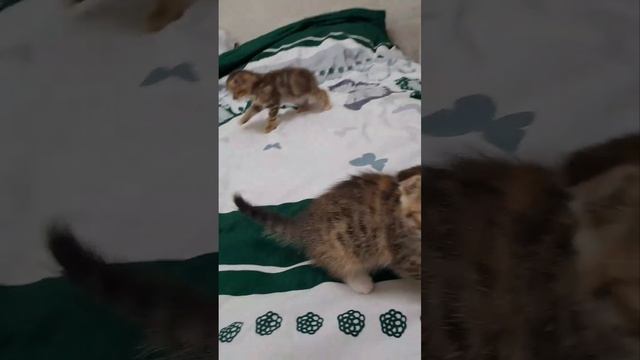 Шотландский котята скоттиш-фолд