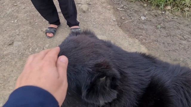 Гарахан и его гарем в горах Кёйне Кесир.