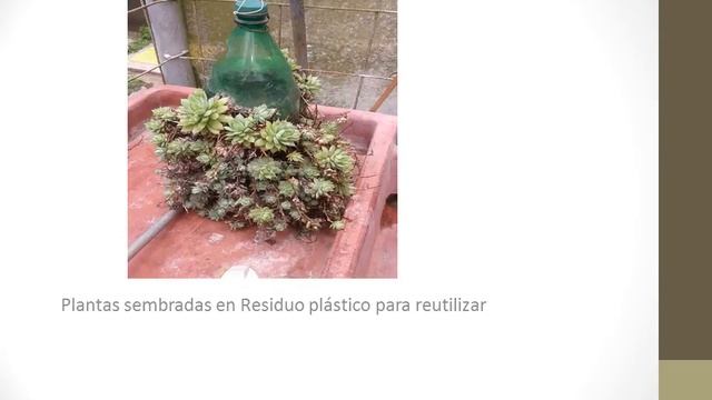 Plantas suculentas