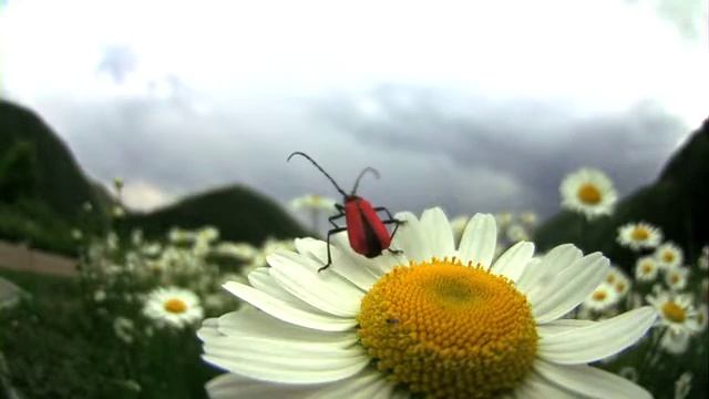 ベニカミキリの飛翔　Purpuricenus temminckii in　Flight High speed Video